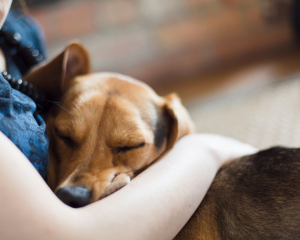 Dog-Human Bond: Insights from Harvard Research and Photography